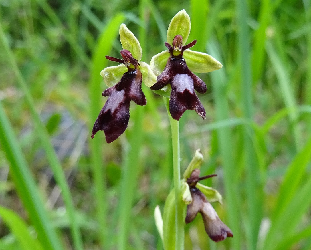 07-04-2020 Ophrys insectifera.jpg