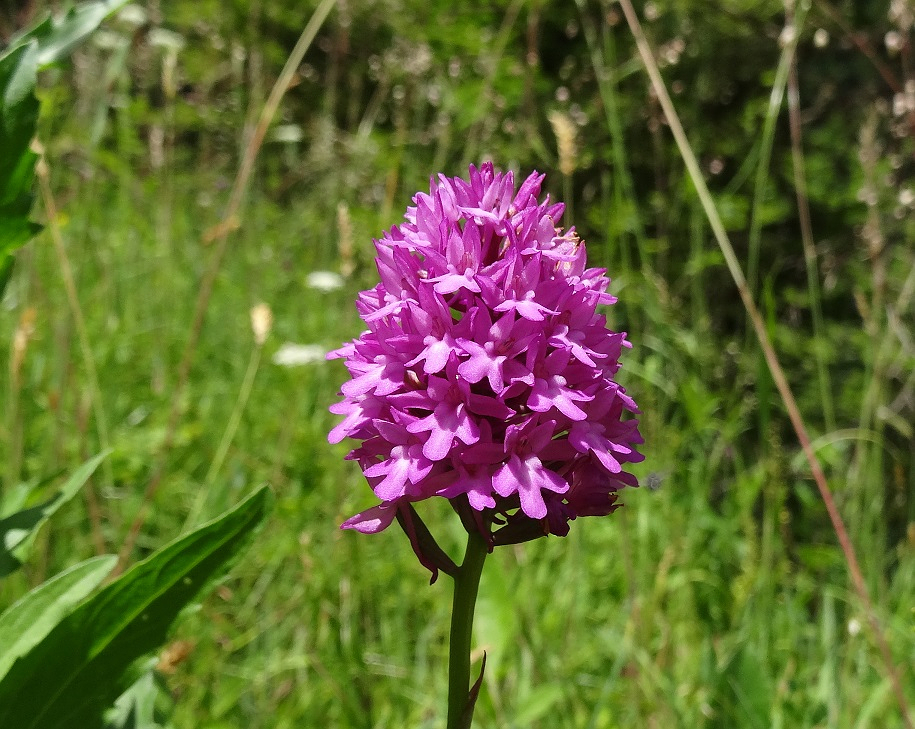 07-05-17   Anacamptis pyramidalis.jpg