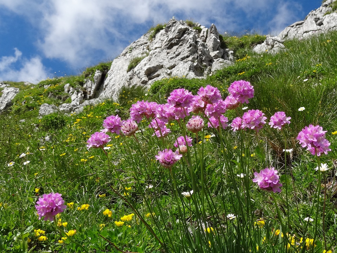 07-05-17   Armeria alpina.jpg