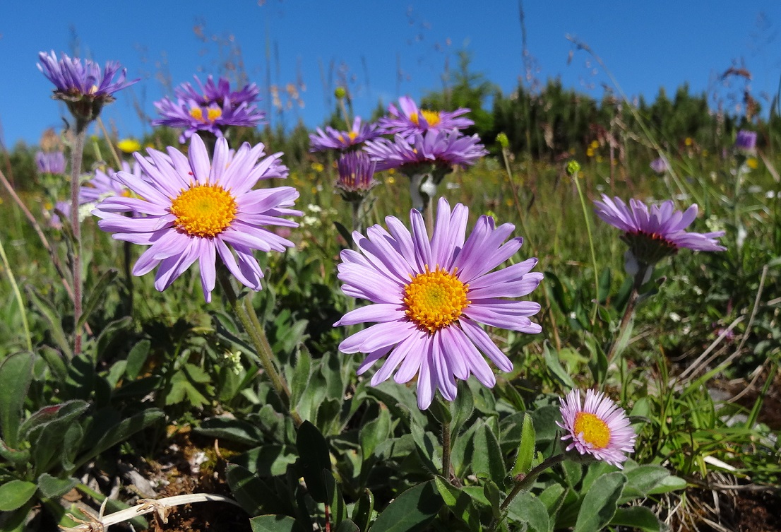 07-05-17   Aster alpinus.jpg