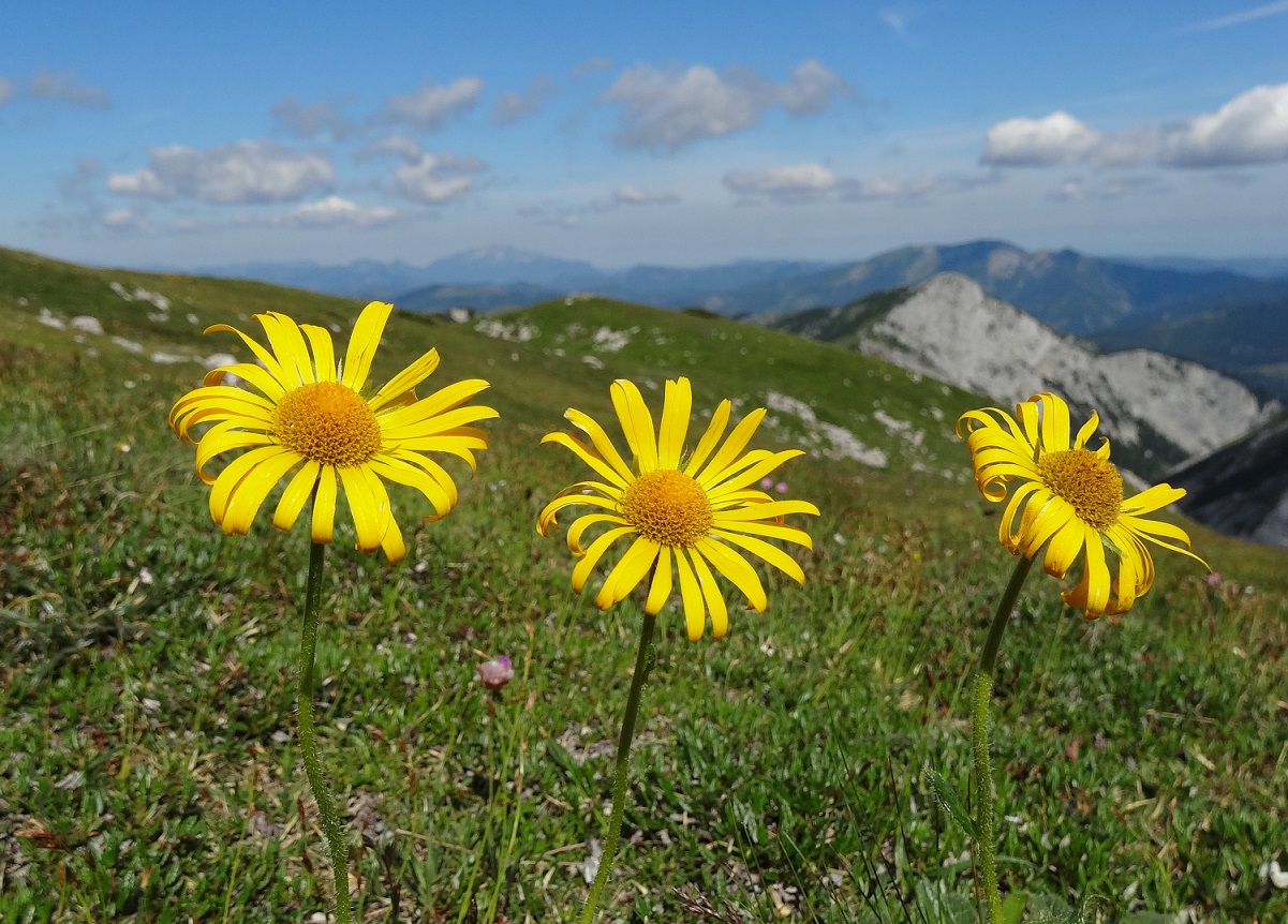 07-05-17   Doronicum calcareum.jpg