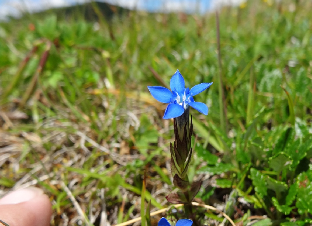 07-05-17   Gentiana nivalis.jpg