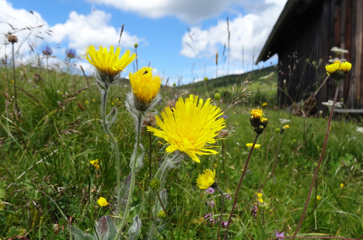 07-05-17   Hieracium villosum.jpg