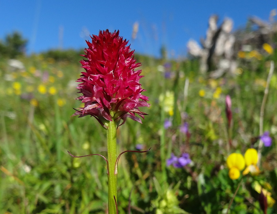 07-05-17   Nigritella bicolor.jpg