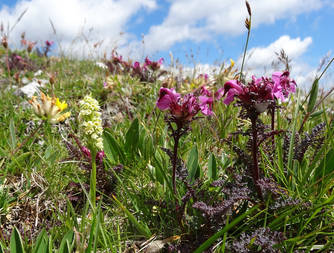 07-05-17   Pedicularis rostratocapitata mit Höswurz.jpg