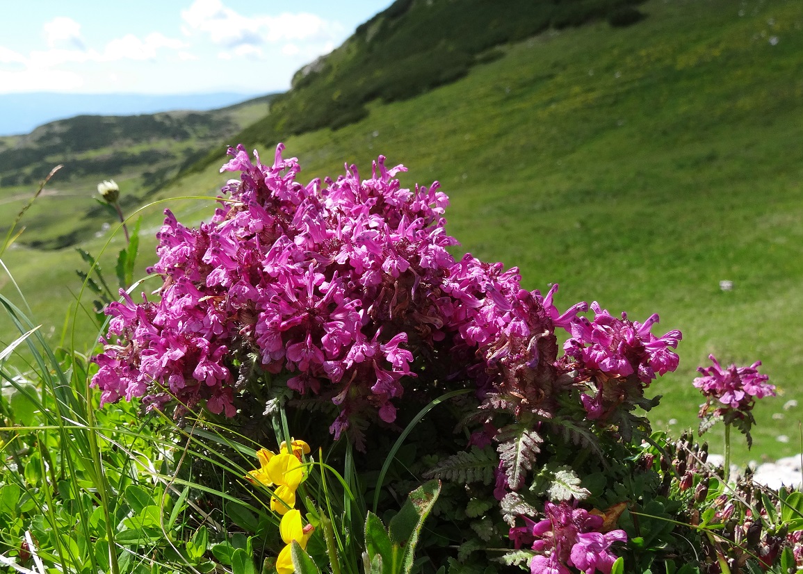 07-05-17   Pedicularis verticillata.jpg