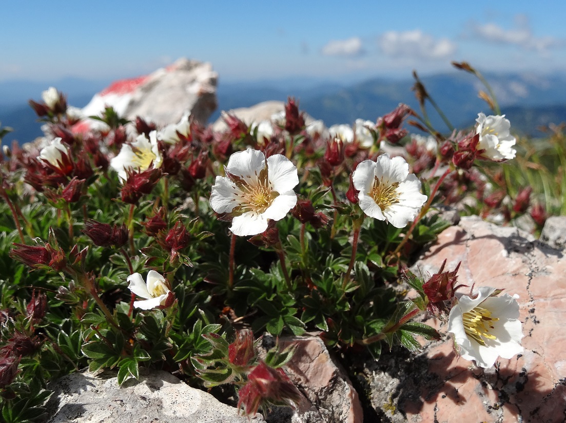 07-05-17   Potentilla clusiana.jpg