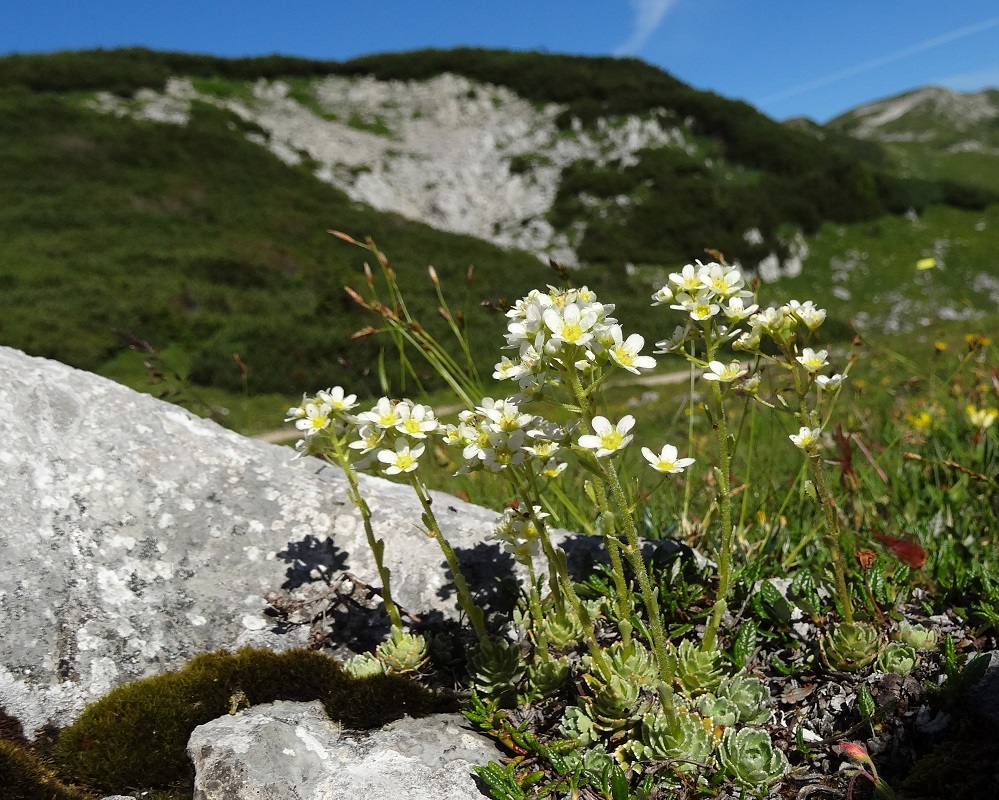 07-05-17   Saxifraga paniculata.jpg