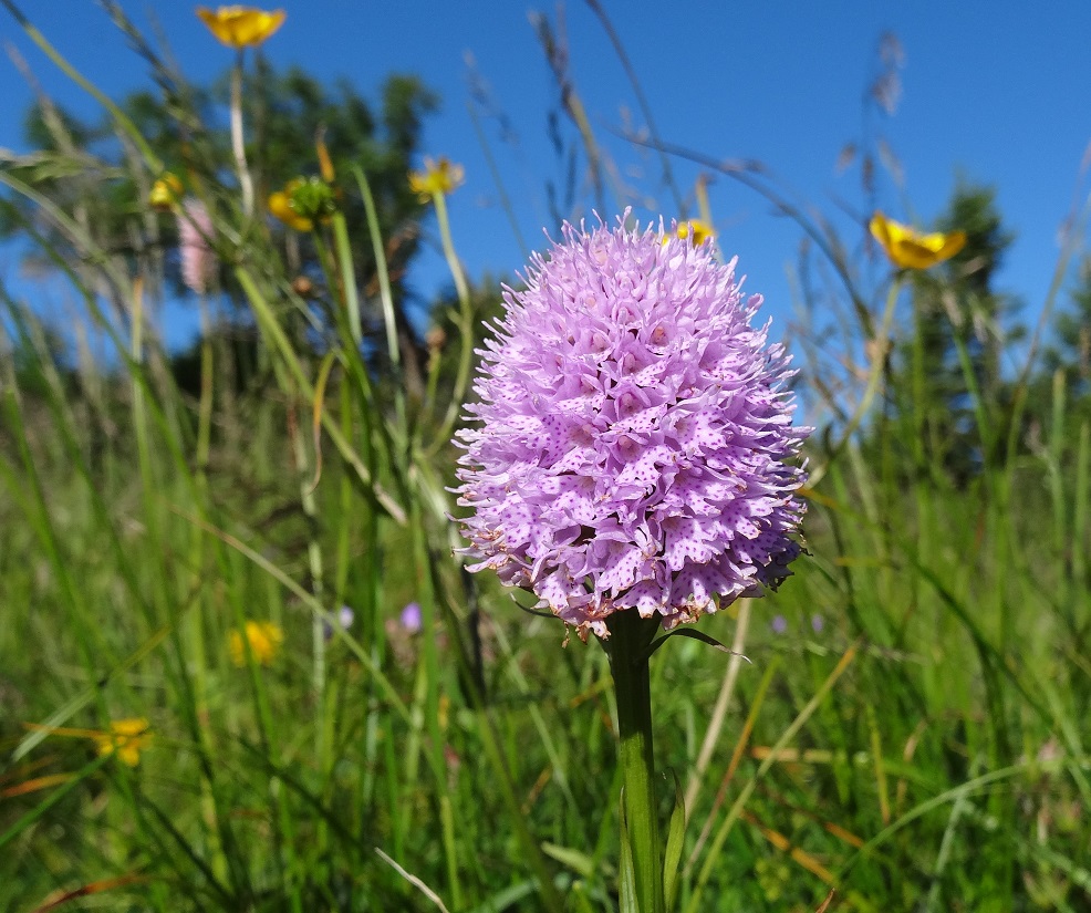 07-05-17   Traunsteinera globosa.jpg