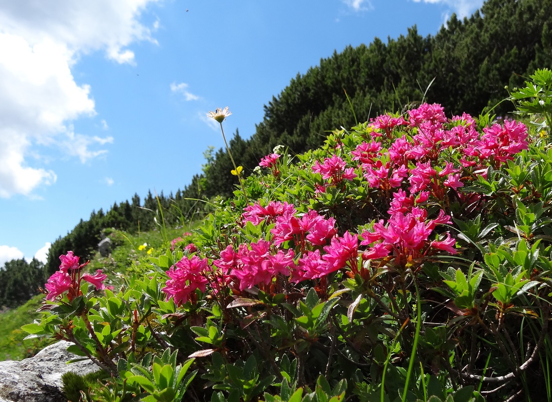 07-05-2017   Rhododendron hirsutum.jpg