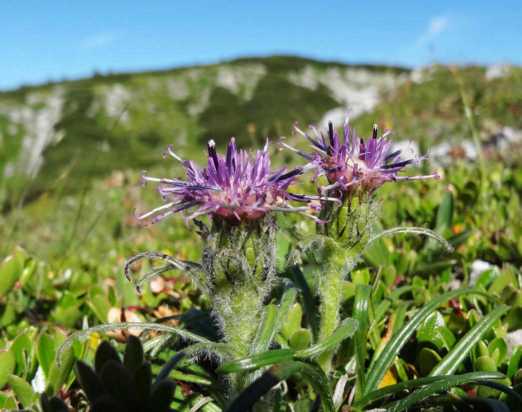 07-05-2017   Saussurea pygmaea.jpg