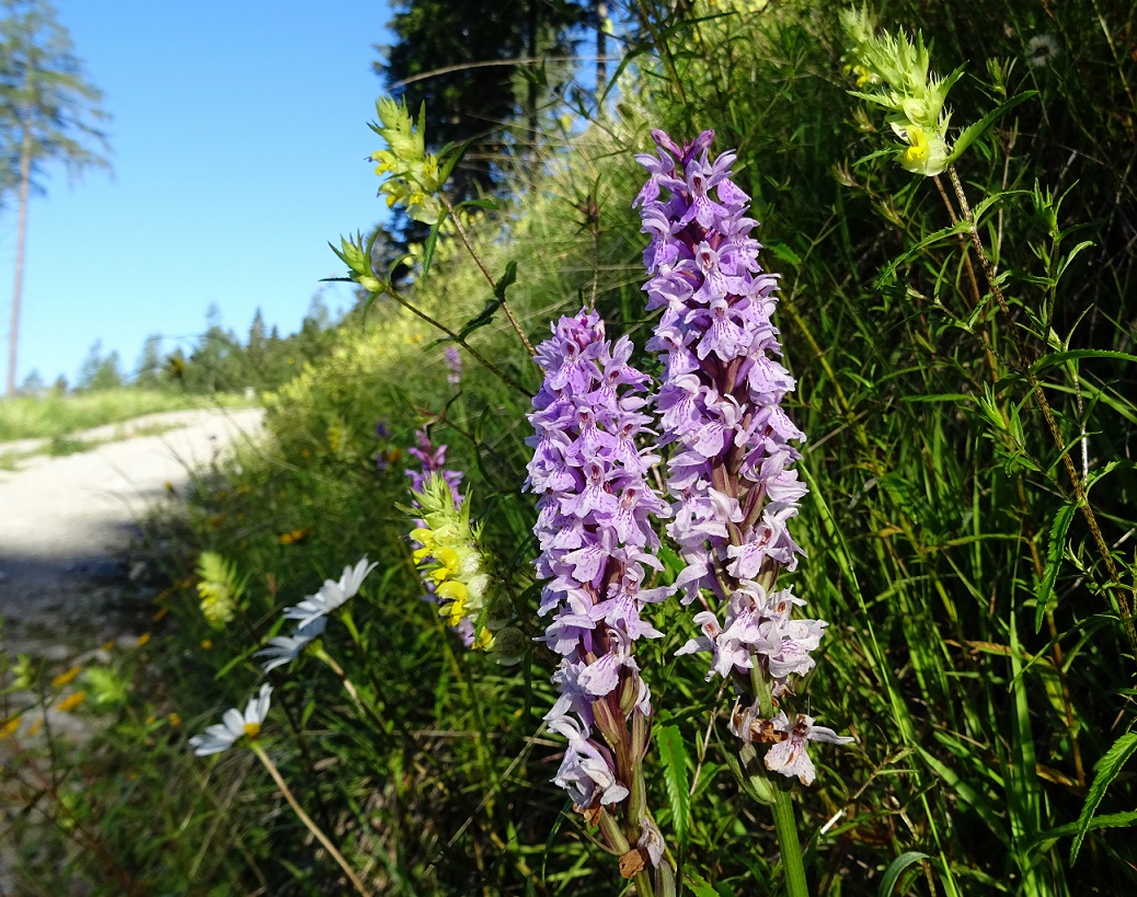 07-10-2020 Dactylorhiza fuchsii und Klappertopf.jpg