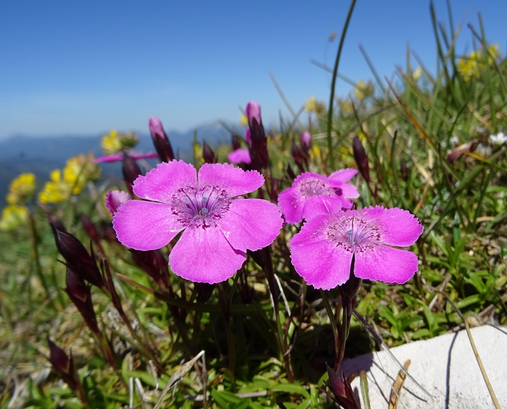 07-10-2020 Dianthus alpinus.jpg