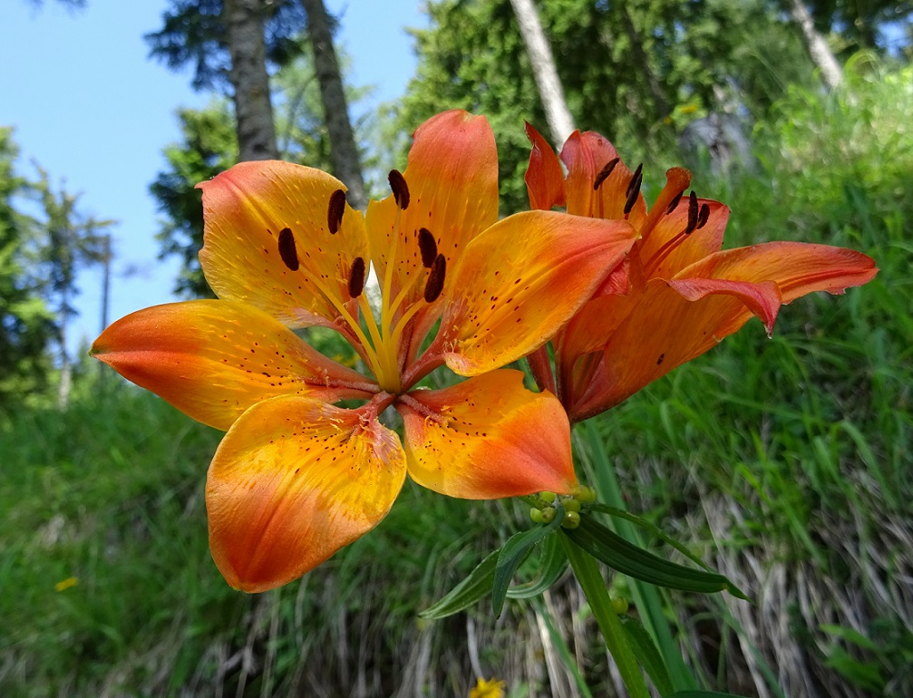 07-10-2020 Lilium bulbiferum.jpg