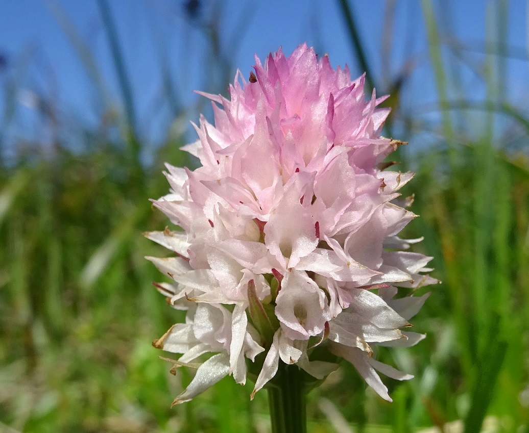 07-10-2020 Nigritella widderi.jpg