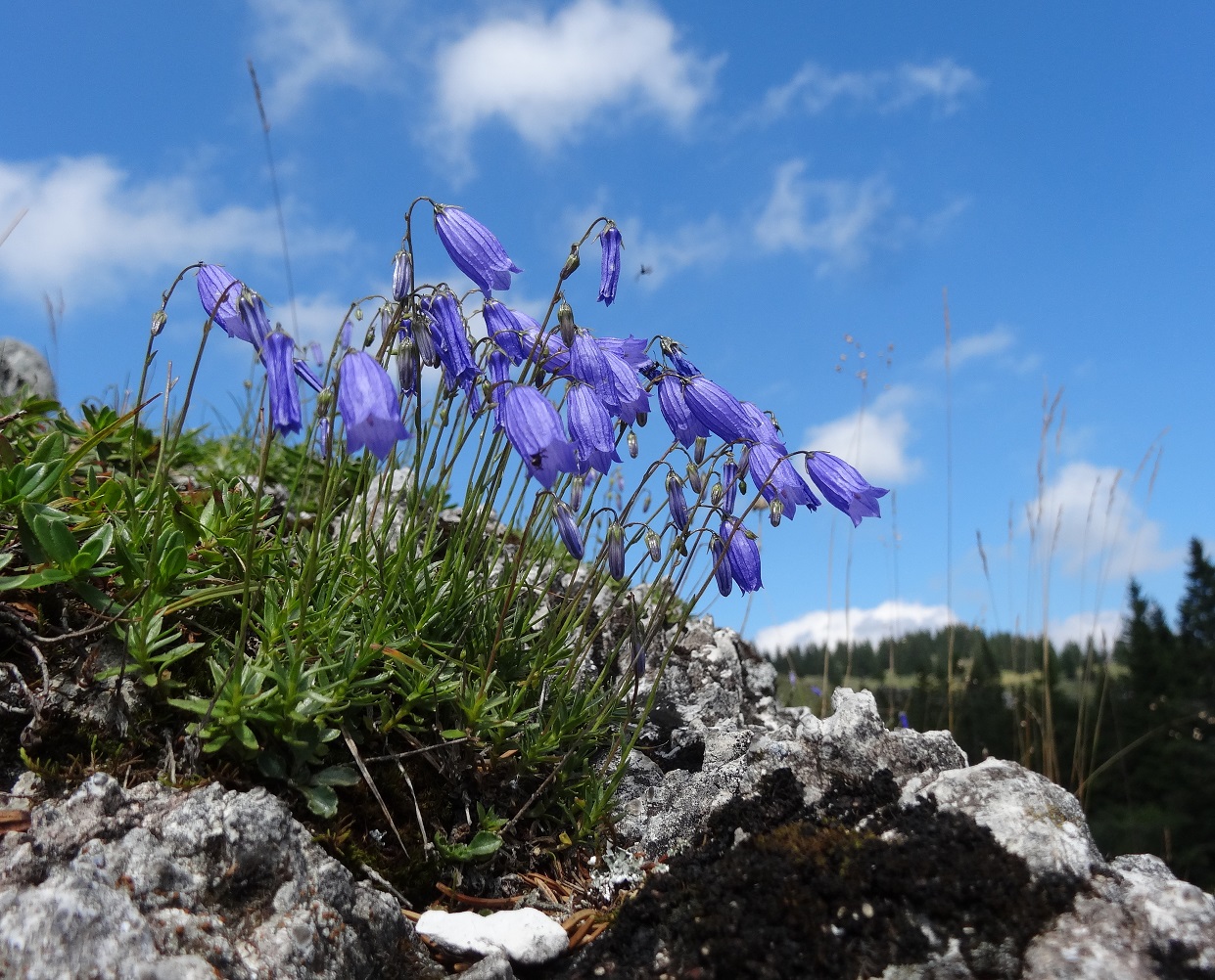 08-08-2017 Campanula cespitosa.jpg