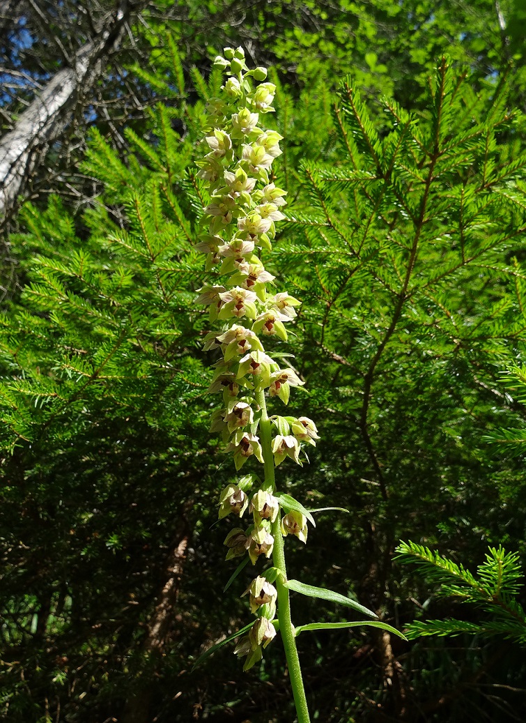 08-08-2017 Epipactis helleborine .jpg