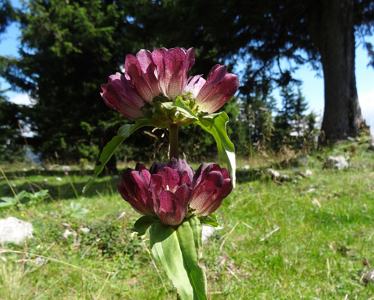 08-08-2017 Gentiana pannonica.jpg