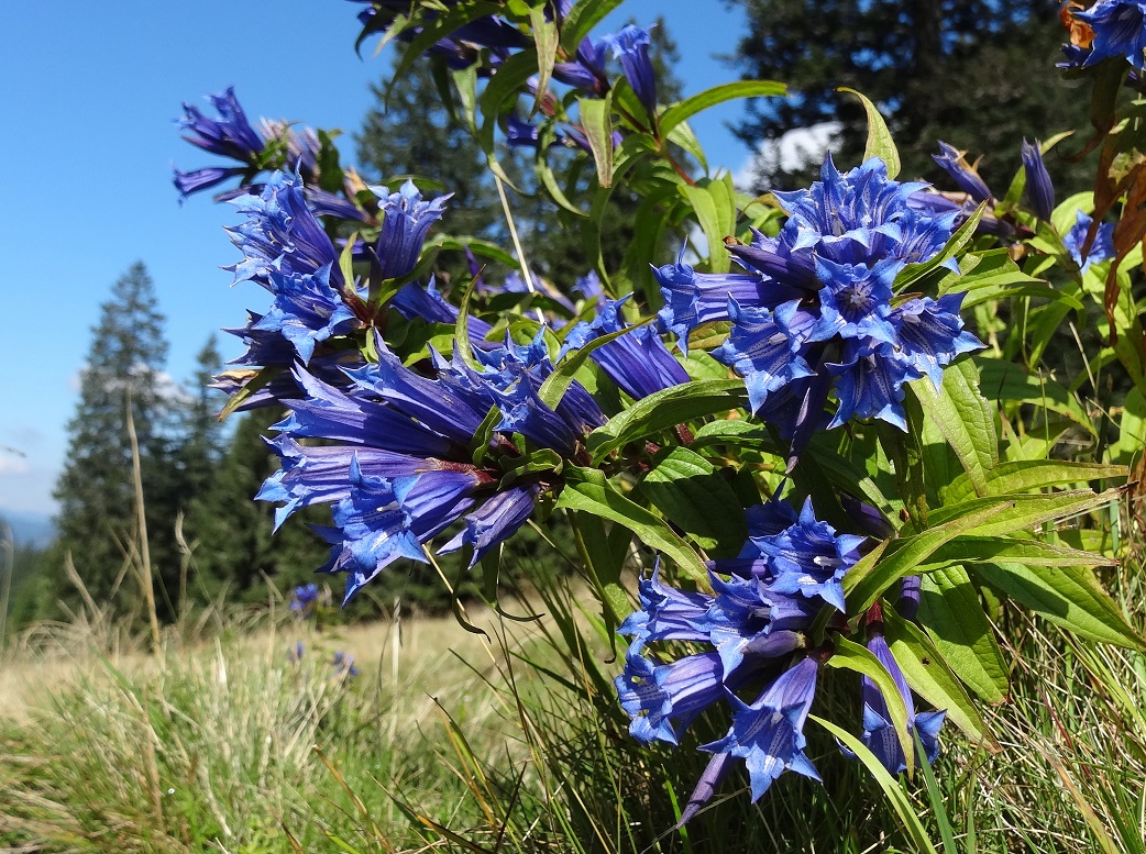 08-29-2017 Gentiana asclepiadea.jpg