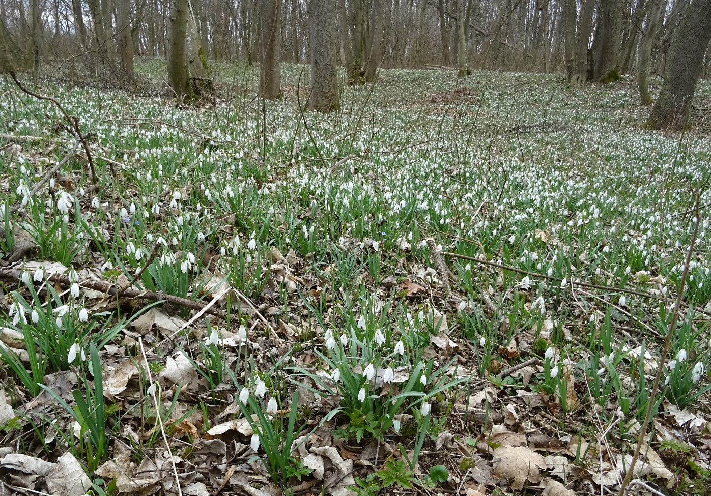 03-11-2021 Galanthus nivalis.jpg