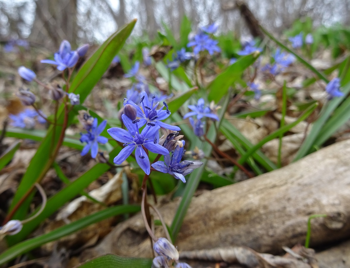 03-11-2021 Scilla vindobonesis.jpg