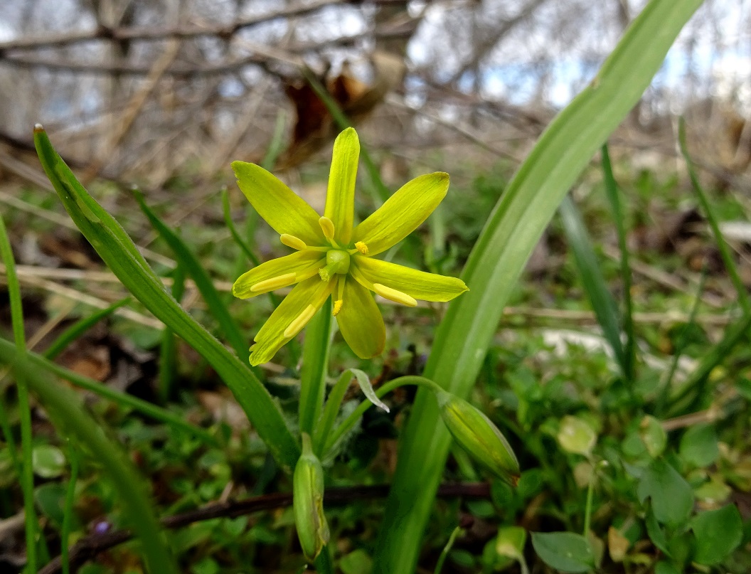 03-12-2021  Gagea lutea.jpg