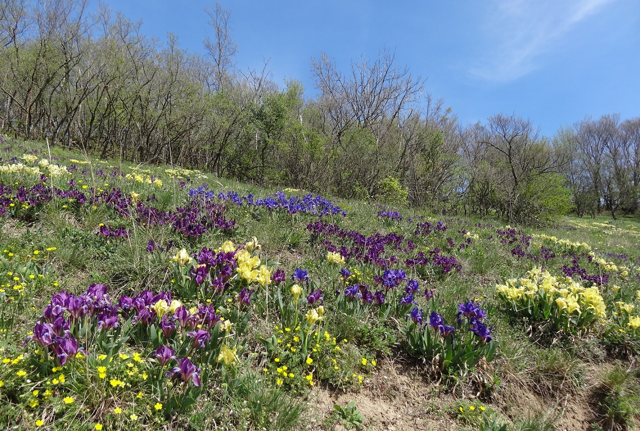 04-14-2018 Iris pumilla.jpg