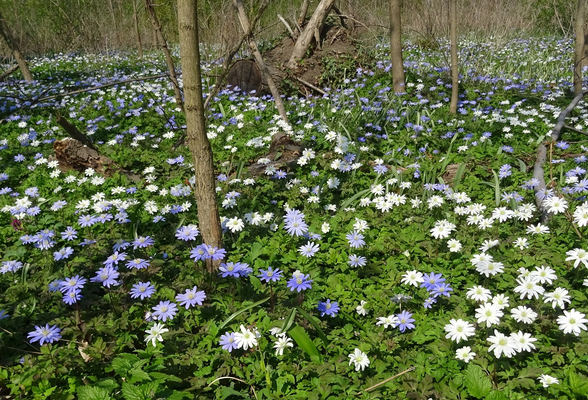 04-21-2021  Anemone apennina.jpg