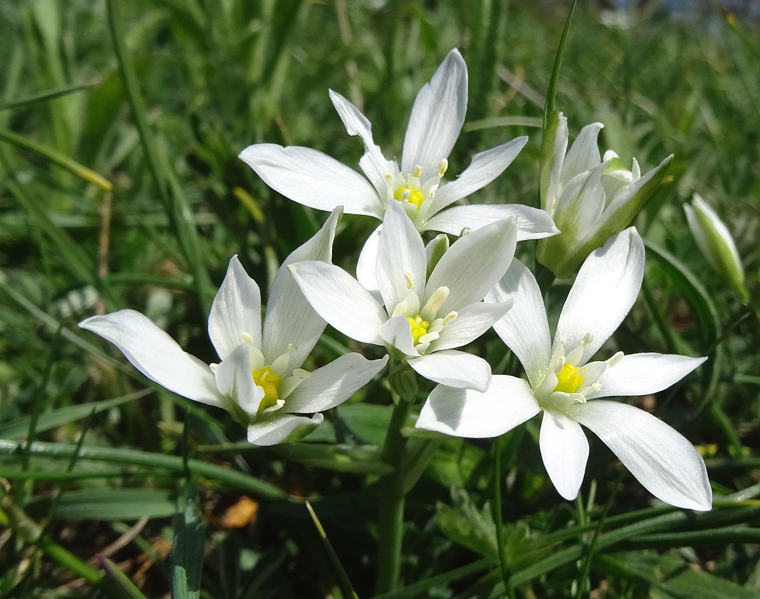 04-29-2021 Ornithogalum pannonicum.jpg