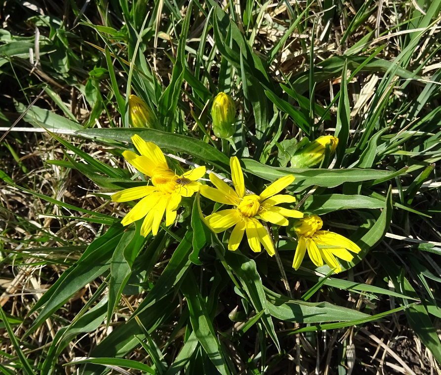 05-03-2021 Scorzonera humilis.jpg