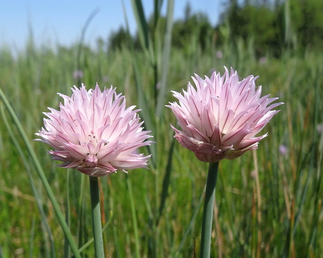 05-22-2018 Allium schoenoprasum var. alpinum.jpg