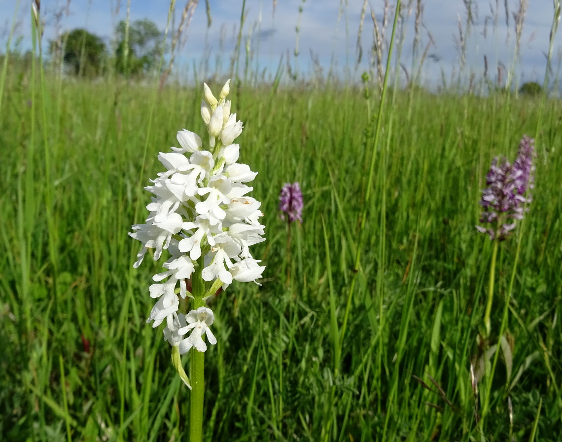 05-23 -2021  Orchis militaris, albiflora.jpg