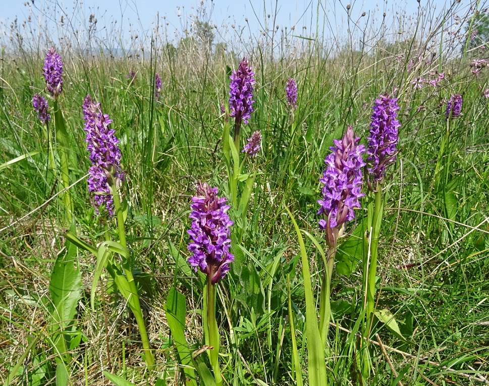 05-25-2019  Dactylorhiza incarnata.jpg