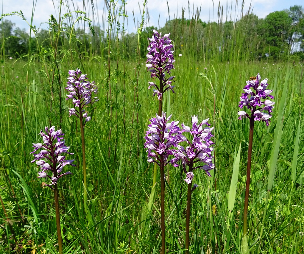 05-25-2019  Orchis militaris.jpg