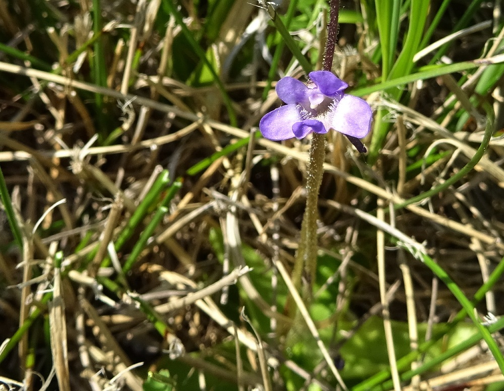 05-25-2019  Pinguicula vulgaris .jpg