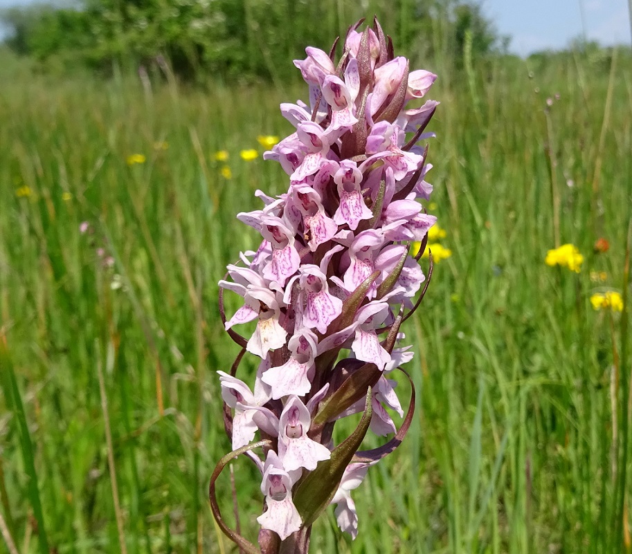 05-25-2019 Dactylorhiza incarnata.jpg