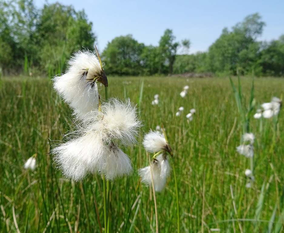 05-25-2019 Eriophorum latifolium.jpg