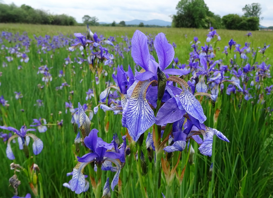 05-30-2019 Iris sibirica.jpg