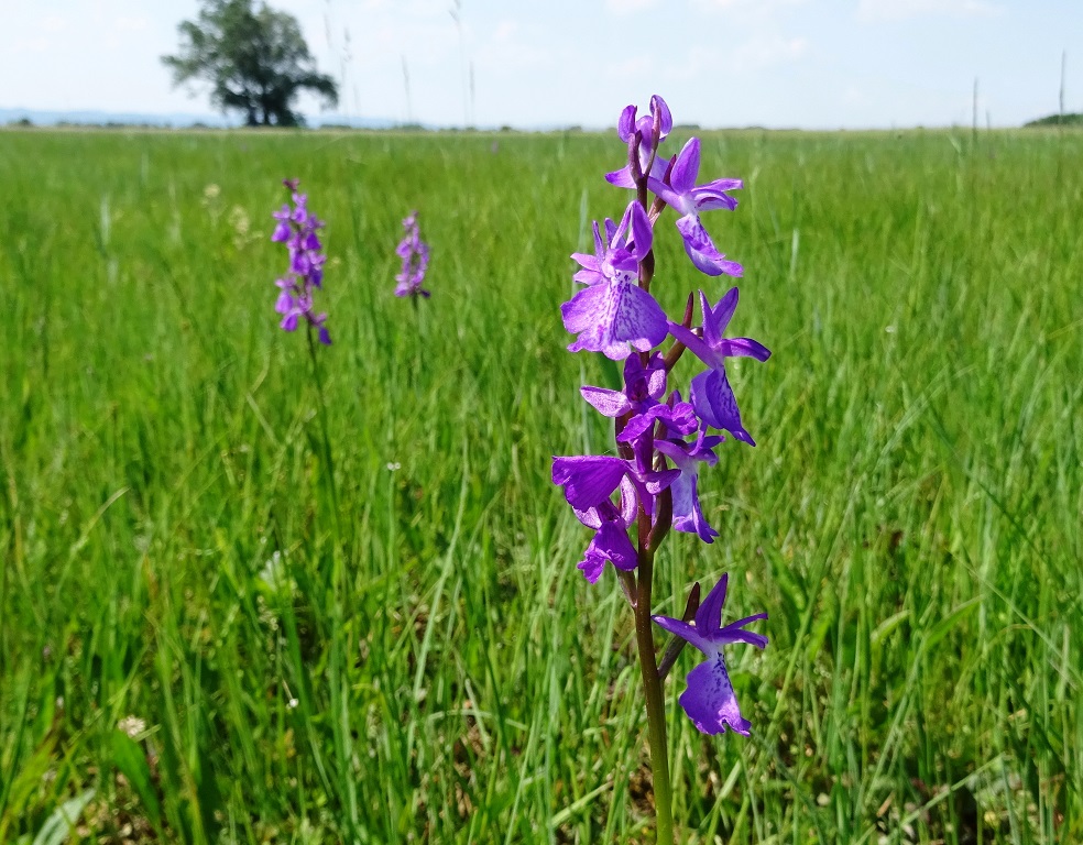 06-04-2019 Anacamptis palustris.jpg