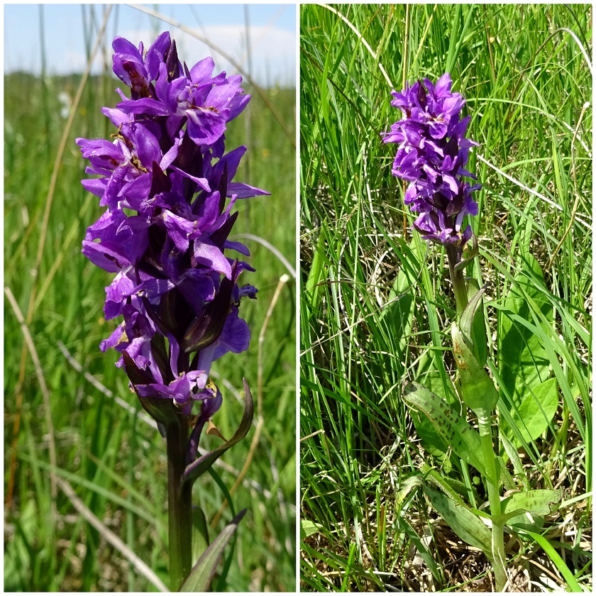 06-04-2019 Dactylorhiza majalis x D. incarnata.jpg