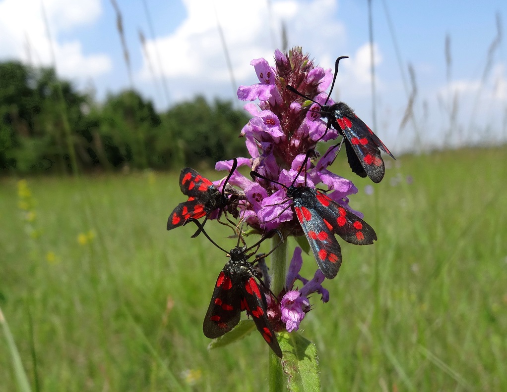 06-05-2018 Betonica officinalis mit Widderchen.jpg