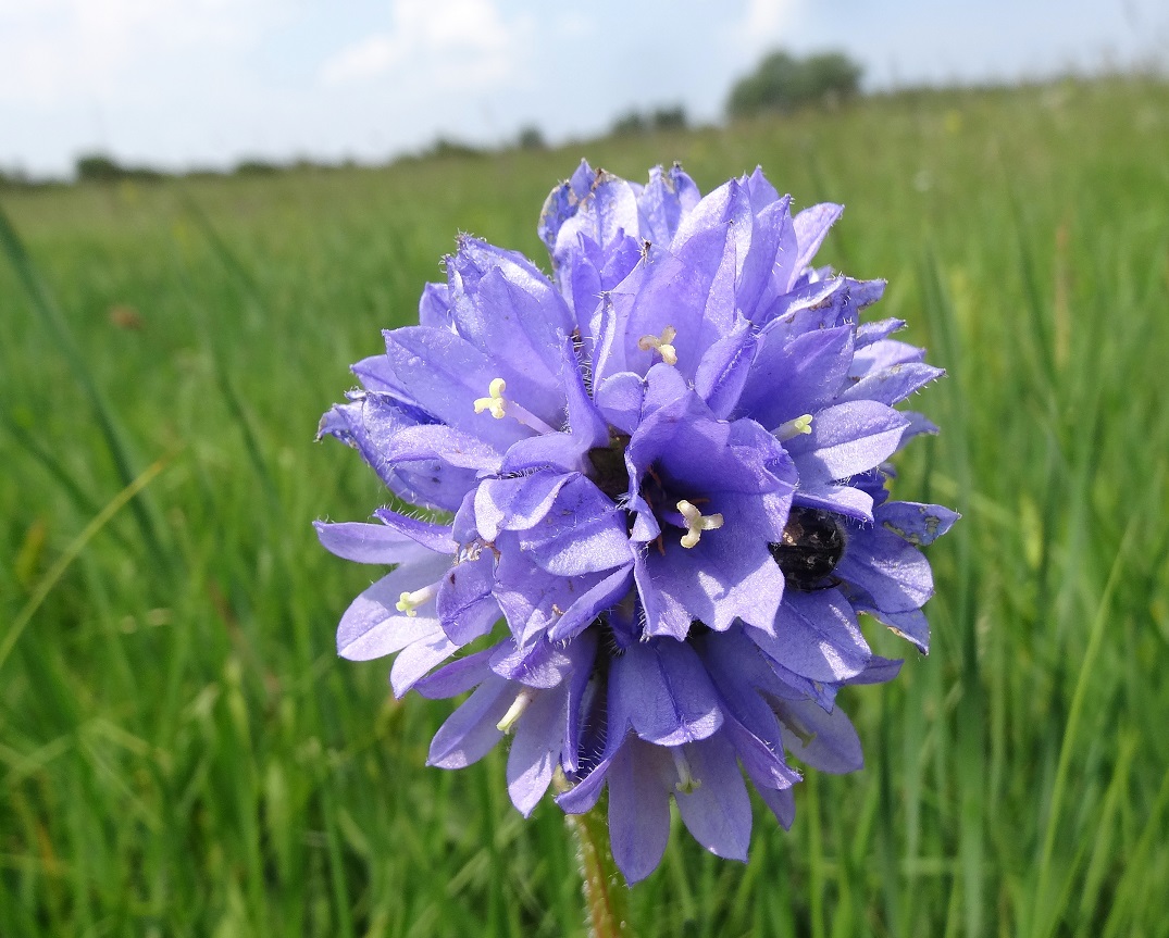 06-05-2018 Campanula cervicaria.jpg