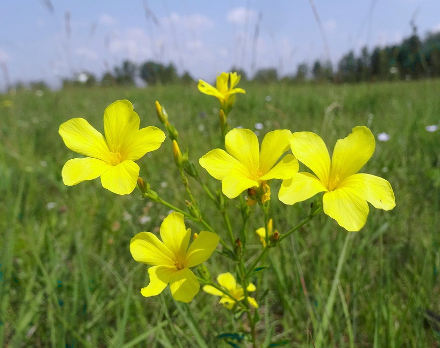 06-05-2018 Linum flavum .jpg