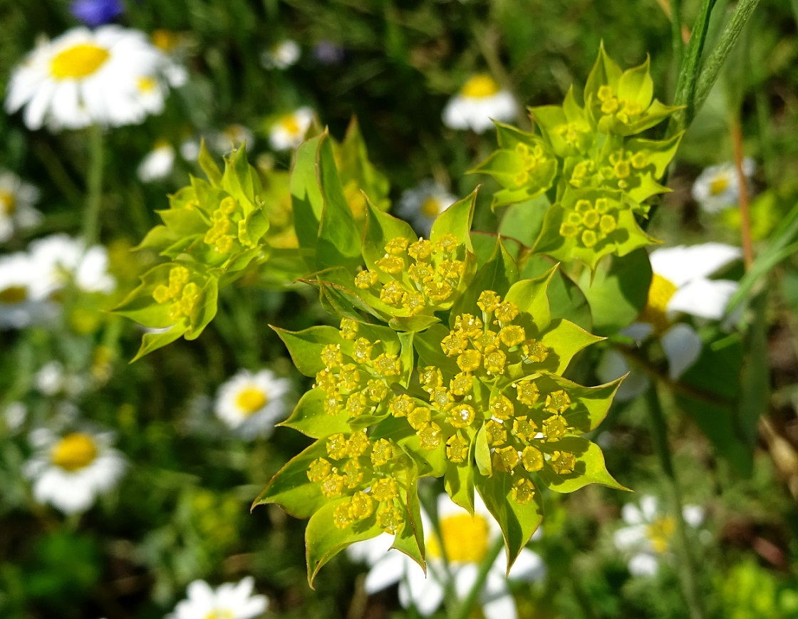 06-09-2021 Bupleurum rotundifolium.jpg