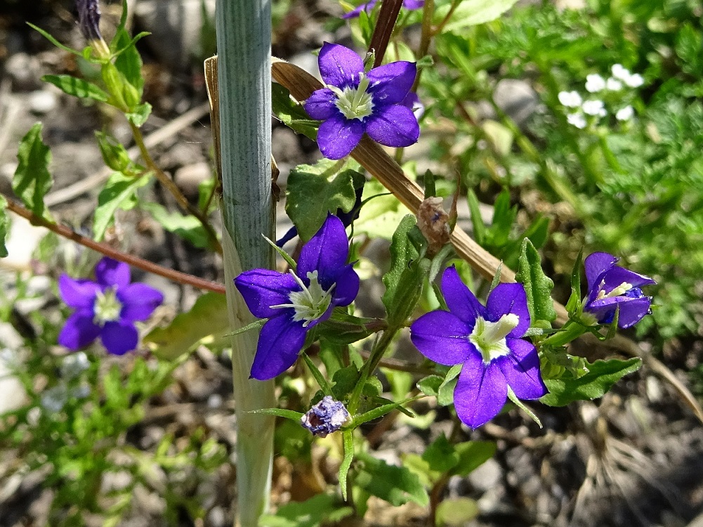 06-09-2021 Legousia speculum-veneris.jpg