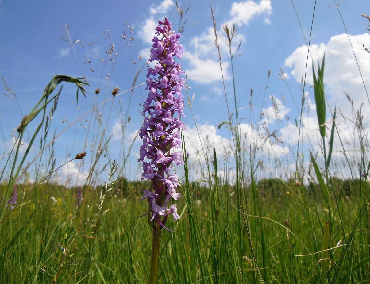 06-10-2016 Gymnadenia conopsea.jpg