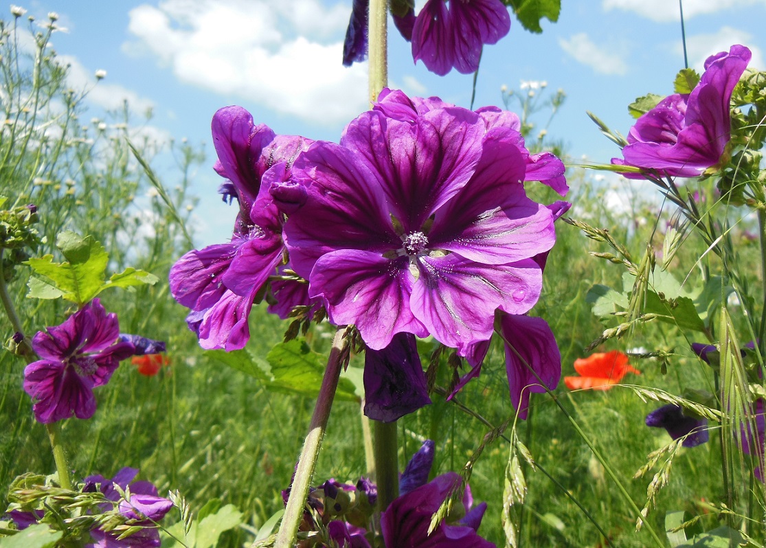 06-10-2016 Malva sylvestris subsp. mauritiana.jpg