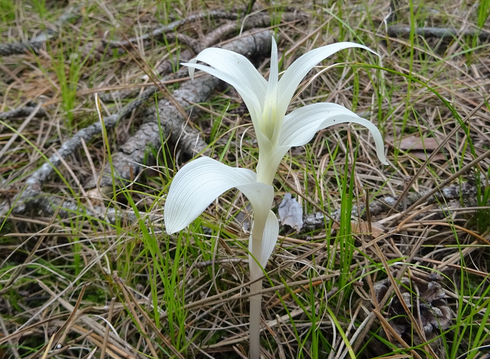 06-17-2020 Epipactis atrorubens,chlorotisch.jpg