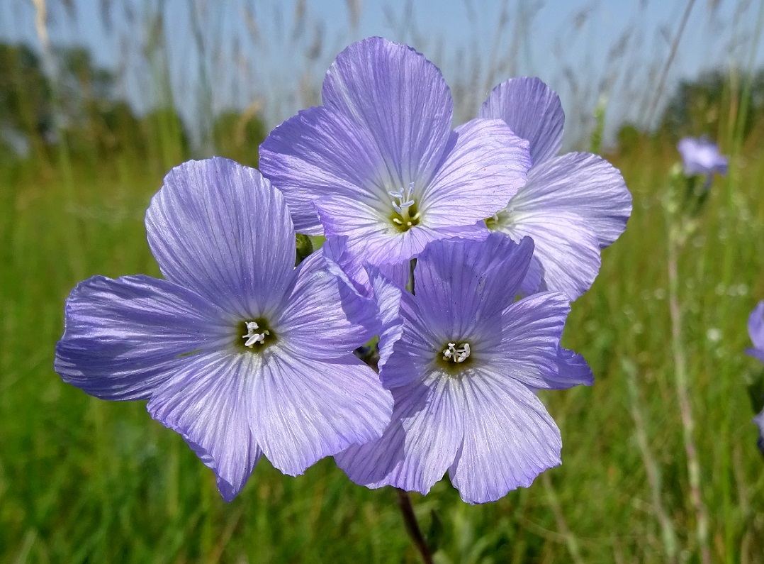 06-23-2021 Linum hirsutum  (subsp. hirsutum).jpg