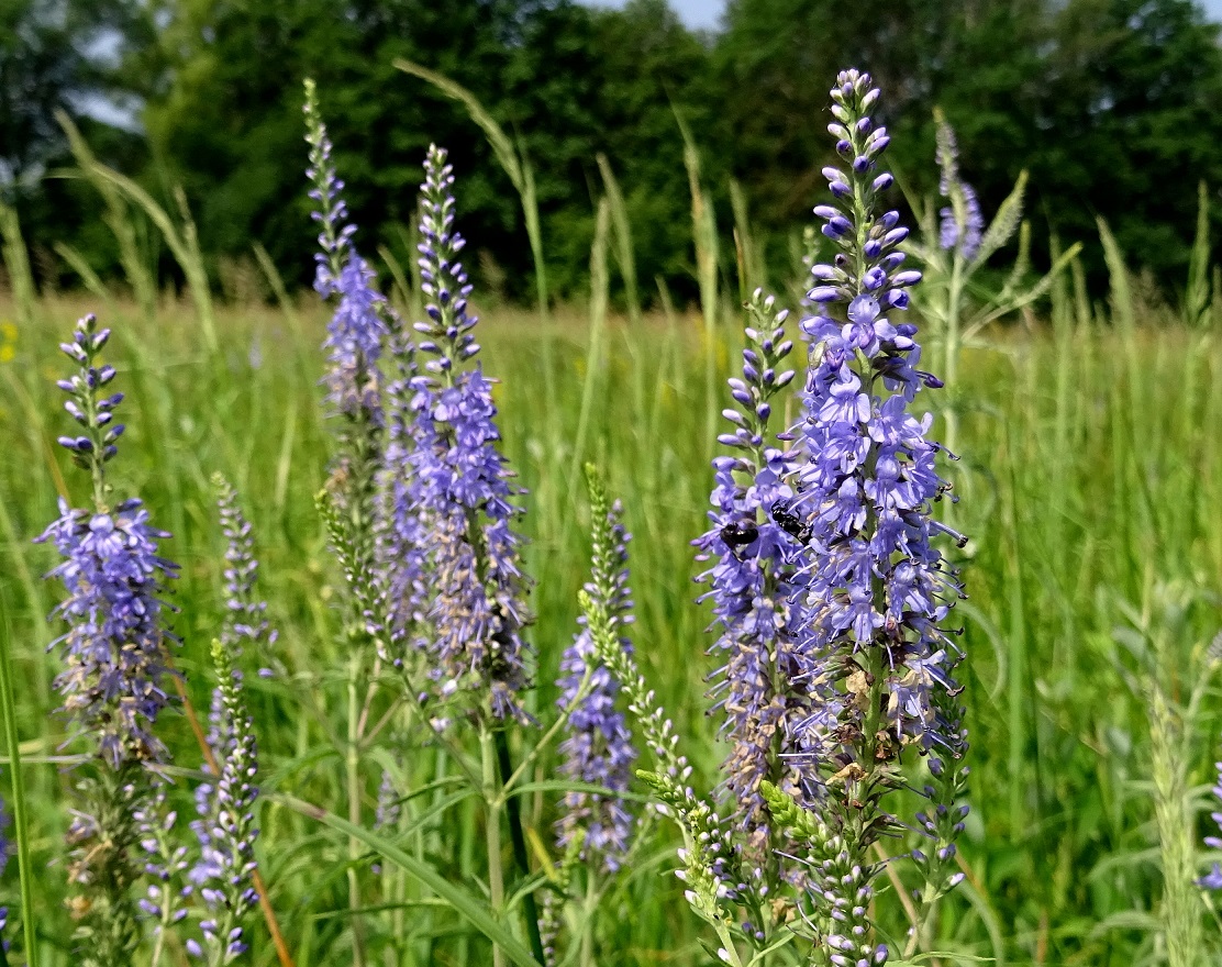 06-24-2021  DSC04998 Veronica maritima.jpg